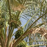 pokok kurma